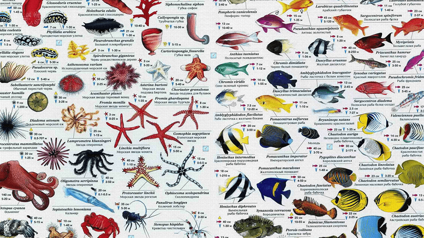 Marine life database