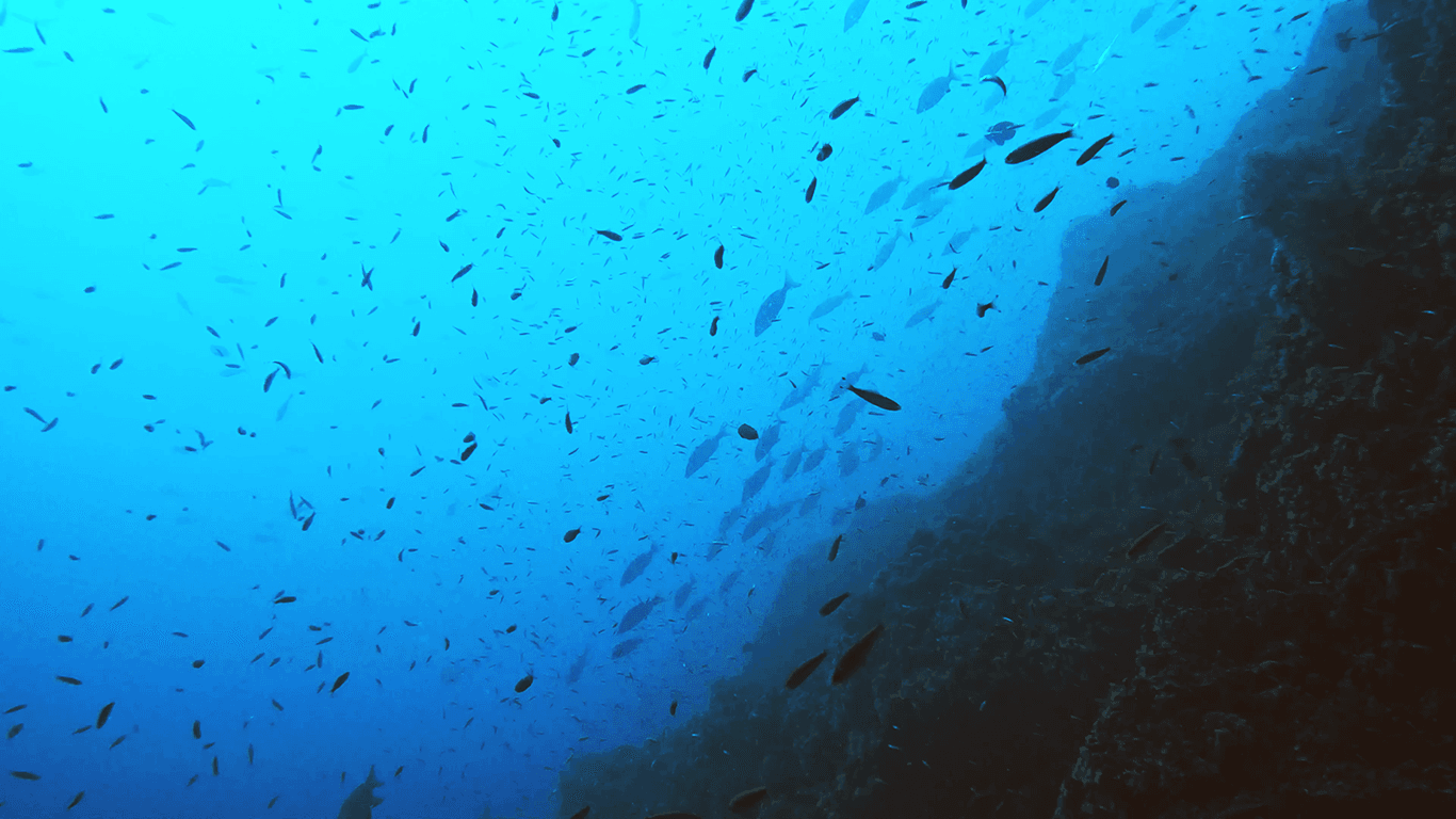 Рыбки И ещё рыбы