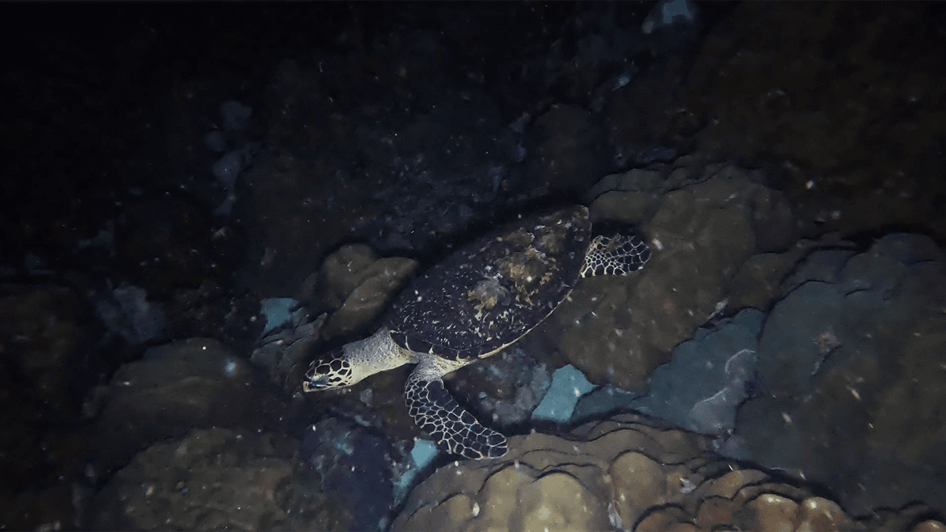 Черепаху ночью разбудили Черепаху ночью разбудили