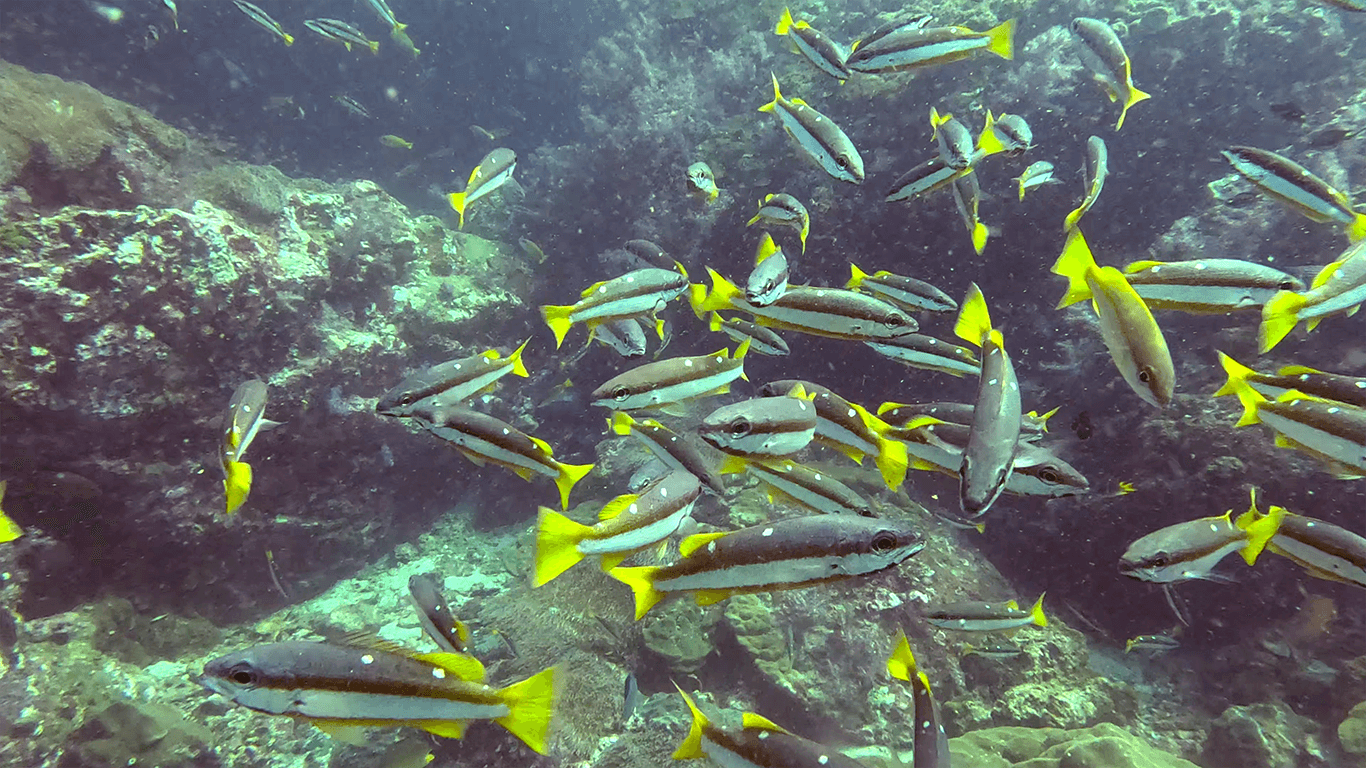 Ещё рыбки Ещё рыбки