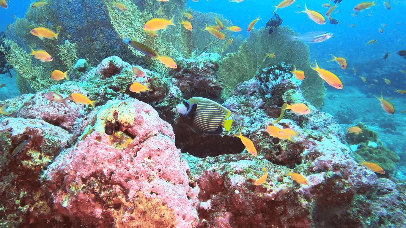 Красивая рыбка Красивая рыбка