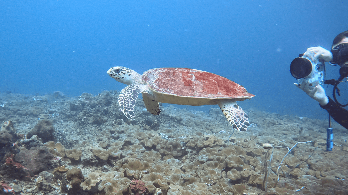 Черепашья Скала (Turtle Rock)